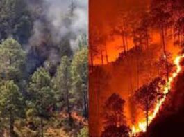 Nainital Forest Fire