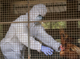 Bird Flu